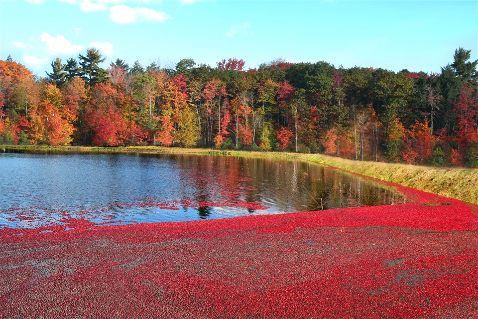 Cranberry Wine Experience